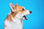 Why FDA's Tough Talk On Foreign Inspections Is More Bark, Less Bite Dog sees something impressive-GettyImages-1245081936