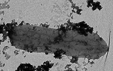 cobalt_bacteria_f cobalt_bacteria_f