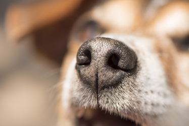 iStock-949998970