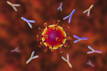 Antibodies attacking SARS-CoV-2 virus iStock-1220158371