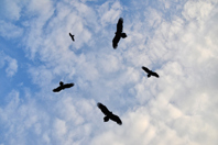 Birds in sky-GettyImages-539977924
