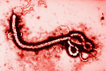 Ebola Virus 450x300