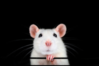 Pet Rat-GettyImages-1052049312