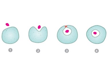 Endocytosis