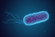 GettyImages-1154325949-escherichia-coli