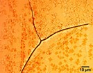 16292_Graphene_boundaries_1