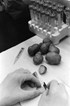 Viral immunity triggered by potato based vaccine