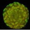 amsbiopr73-image