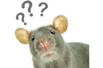 Rat-GettyImages-680037876