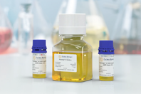 Evaluate The Effects Of A Xeno-Free Serum Replacement Media Supplementation Physiologix