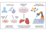 CRISPR And iPSC Disease Modeling And Drug Screening CRISPR-and-iPSC-Disease-Modeling