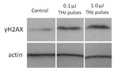 BOEx_-_THz_pulses_-_image1.jpg BOEx_-_THz_pulses_-_image1.jpg