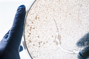 Researcher-petri dish-GettyImages-683251156