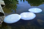 Sun-Activated LilyPads Remove Contaminants Without Chemicals  IMAG2218
