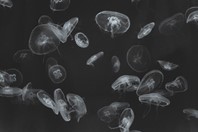 Rise Of The Jellyfish KLa_Sept_iStock