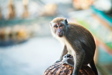 GettyImages-184853540_monkey GettyImages-184853540_monkey