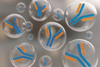 GettyImages-1025362538-antibody-immunoglobulin-molecule