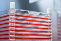 Thermo Fisher - Nunc