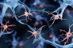 GettyImages-1356994730-glial-cells-neurons