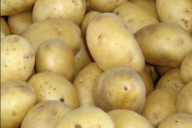 Genetically-Engineered Potatoes Approved By USDA