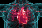 Getty-1660520136-heart-anatomy-circulatory system-3d heart model