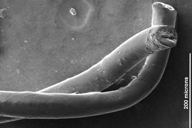 Rice Carbon Nanotube Fibers