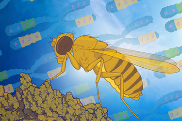 Exploring the Genetic Tools Enabling Protein Expression in Fruit Flies_FutureFields Exploring the Genetic Tools Enabling Protein Expression in Fruit Flies_FutureFields