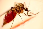 PATH Awarded $156M In Grant For Malaria Vaccine Malaria 450x300