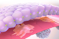 Contract Research Services