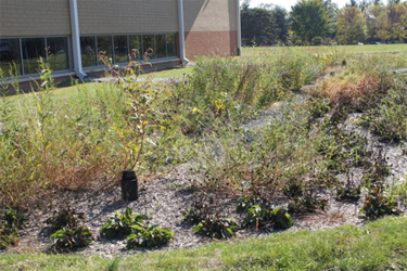 Rain gardens in Camden New Jersey