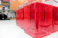 GettyImages-1439412291 cell culture media