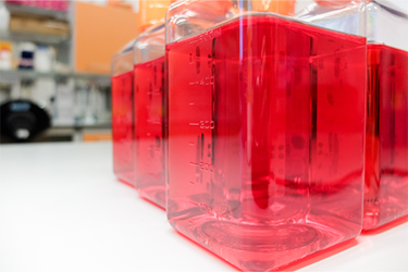 GettyImages-1439412291 cell culture media