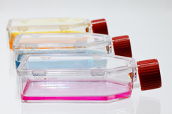 Culture Flasks-GettyImages-157628194