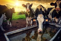 Cattle-drinknig-water---iStock-450_300