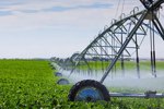 Recycling-dairy-farm-wastewater-for-irrigation-USA-1-3