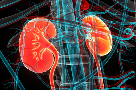 Human Proximal Tubule Kidney Bio-Kit