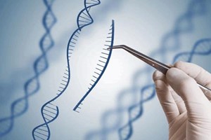 In Genome Editing Trials, The Effects Last A Lifetime