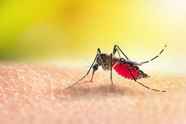 mosquitoe sucking on human blood-GettyImages-1317059852