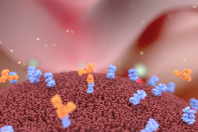 GettyImages-1033017918 cell membrane