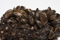Austin Traces Root Of Drinking Water Odor To Zebra Mussel Infestation iStock-479629327_450_300