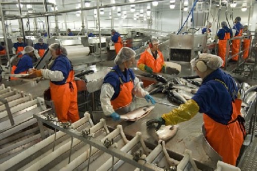 Poultry, Meat, & Seafood Processing