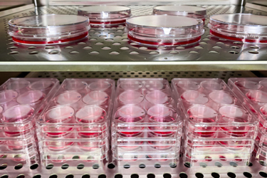 GettyImages-1453321812-cell-culture-atmosphere-storage GettyImages-1453321812-cell-culture-atmosphere-storage