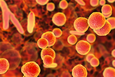 GettyImages-2178694480 Mycoplasma