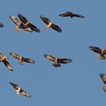 1migration225x225 1migration225x225