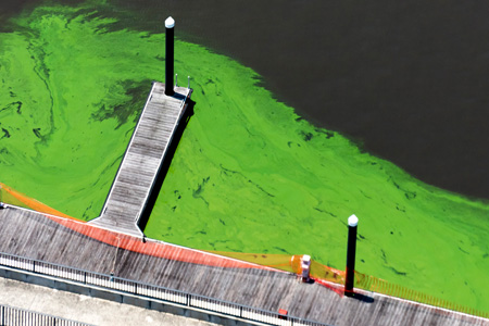 New Arsenal For Algae Outbreaks