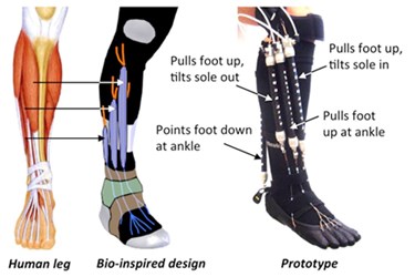 orthoticdesignfinal