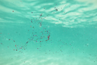 The Hurdles Of Nurdles iStock-1186643015.jpg