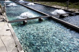 GettyImages-157558583 aquaculture