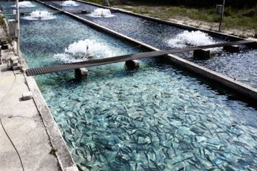 GettyImages-157558583 aquaculture GettyImages-157558583 aquaculture