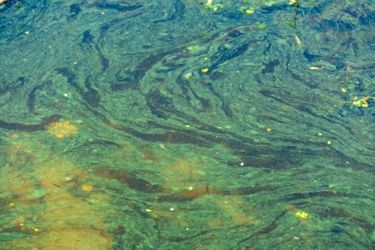 GettyImages-2166625834 algal bloom algae cyanobacteria GettyImages-2166625834 algal bloom algae cyanobacteria